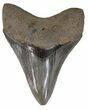 Nice, Serrated Megalodon Tooth - Georgia #52805-1